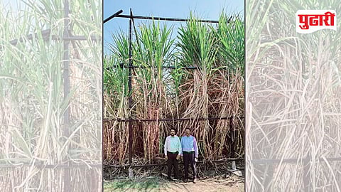 सूर्यप्रकाश मिळण्यासाठी स्टेजिंग करून १३ गुंठे क्षेत्रात लागवड केलेले उसाचे पीक.
