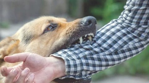 Stray dog attacks Uran