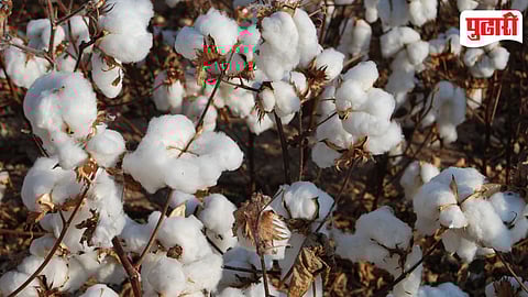 Cotton
