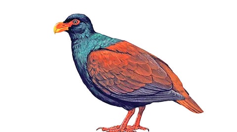 Manumea Bird