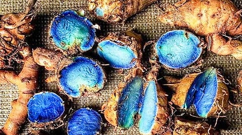 Health Benefits of Expensive Blue Turmeric