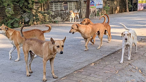 Wada stray dog attacks