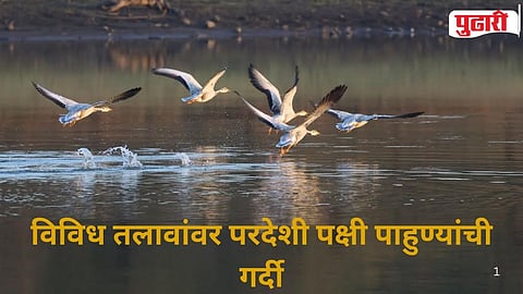 Mongolian Siberian birds arrival Nagpur