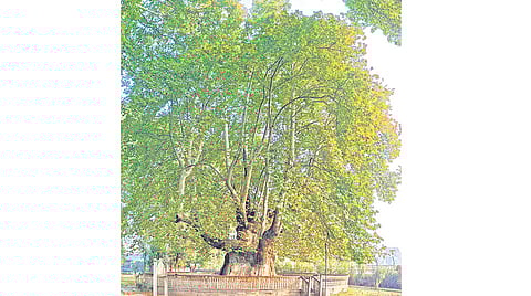 Ancient Chinar Tree