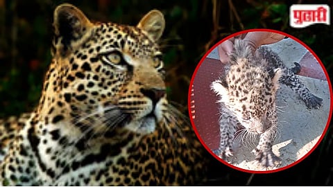 Leopard Cubs in Nashik : दहिवड येथे आढळली बिबट्याची तीन बछडे
