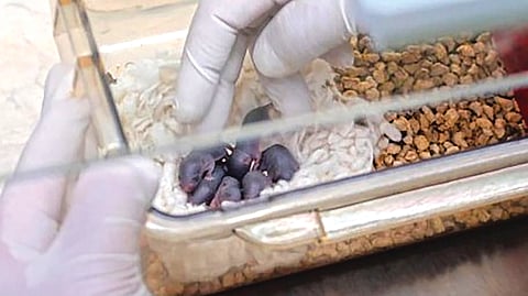 Space Mouse Experiment