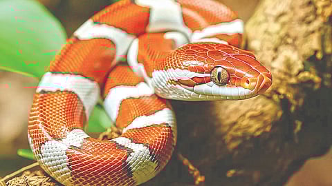 Snakes Also Have Good Memory