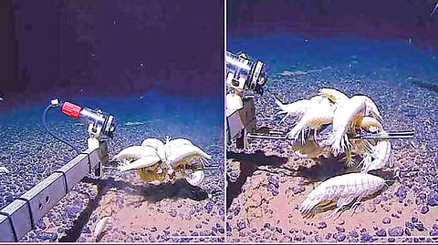 Deep Sea Mysterious Creature