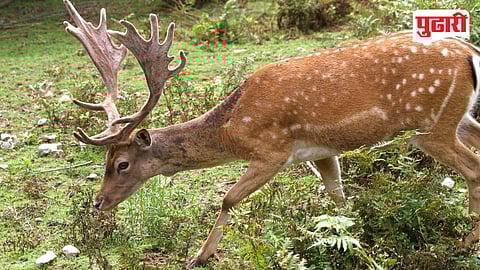 बिबट्यांसह हरीण, चितळ, सांबर अशा वन्यप्राण्यांचा अधिवास असलेला राजगडच्या निगडे ओसाडेचा परिसर. (छाया ः दत्तात्रय नलावडे)