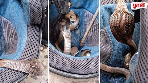 Seminary Hill Cobra in Helmet