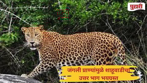 Shahuwadi Chandoli villages fear