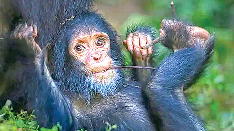 Evolution of human foot