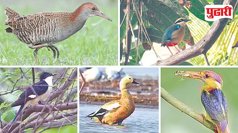 Konkan Bird Watching Tourism