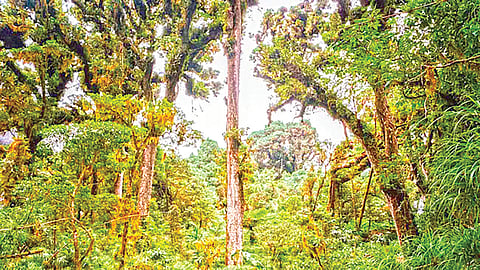 deep-roots-of-tropical-forests-help-fight-drought