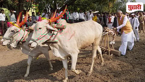 Nashik Politics | राज्यपालांनी तिफनवर केली ज्वारीची पेरणी