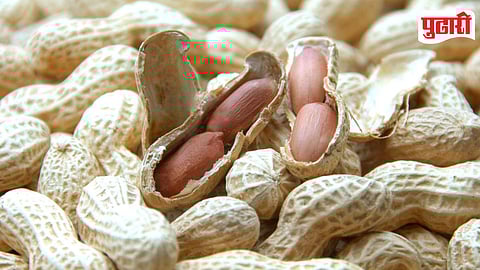 Groundnut Seed