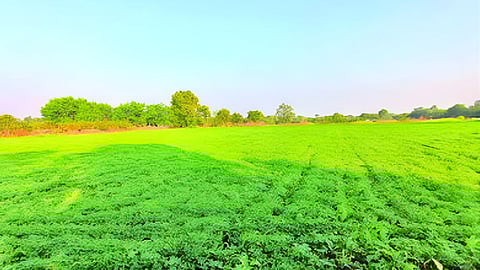 Jalna Agriculture News