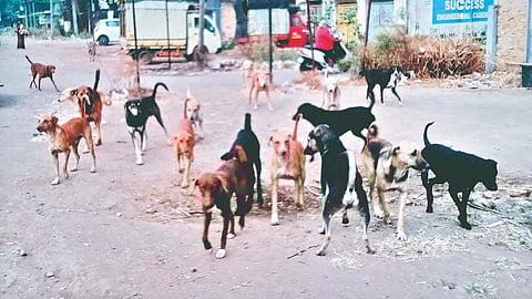 Sangli stray dogs issue