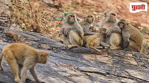 Monkey Repellent Job India