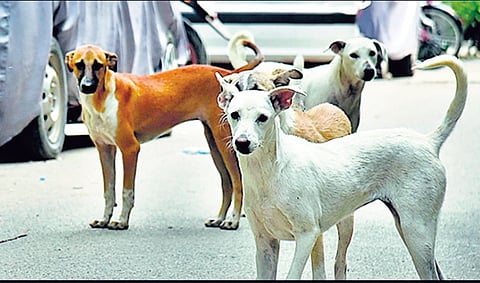 Stray Dog Census