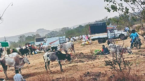 Kharsundi Cattle fair