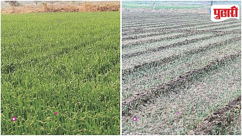 Rabi Crop Disease
