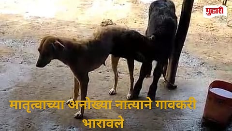 Dog and Buffalo Calf Bond