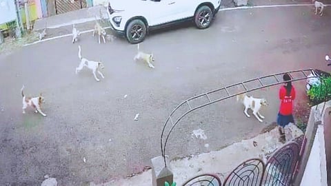 Stray Dog Attack