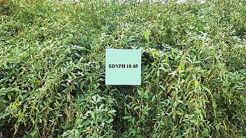 Pigeon pea hybrid