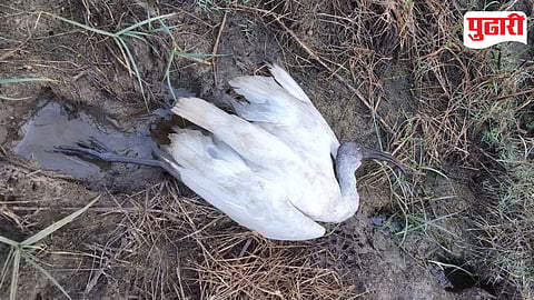 Black-headed Ibis death