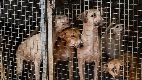 Chandrapur News : ताडोबा व्याघ्र प्रकल्पात २२७१ भटक्या कुत्र्यांचे निर्बीजीकरण, नियंत्रणासाठी विशेष मोहीम