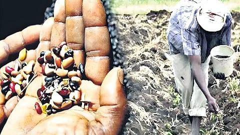 Bhandara News : बोगस बियाण्यांचा ‘काळबाजार’ उद्ध्वस्त; लाखांदूर कृषी विभागाकडून अडीच लाखांचा माल जप्त