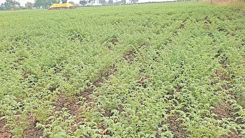 Weather Impact on Agriculture