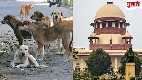Stray Dogs Hearing | रस्ते भटक्या कुत्र्यांपासून मुक्त करा : सर्वोच्च न्यायालयाची महत्त्वपूर्ण टिप्पणी