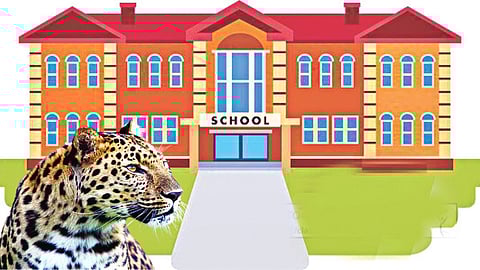 Leopard Threat to Schools