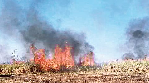 sugarcane fire
