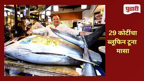 Japan Tuna fish Auction