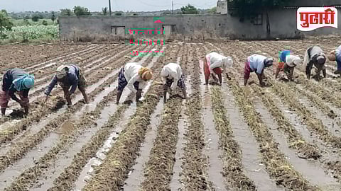 Onion Cultivation