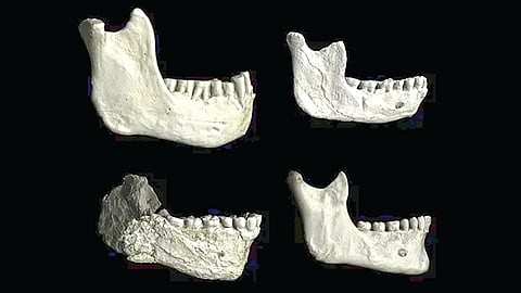 modern human origin Africa