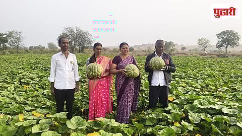 Organic Farming | गव्हाणे कुटुंबाने उजाड माळरानावर फुलवले नंदनवन; मेहेकरीच्या भोपळ्याला पाच राज्यांत मोठी मागणी