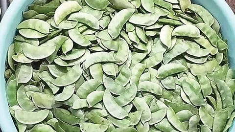 Shrivardhan agriculture