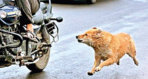 Supreme Court stray dogs hearing