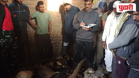 Chandrapur Leopard Attack