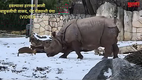 baby deer fights giant rhino