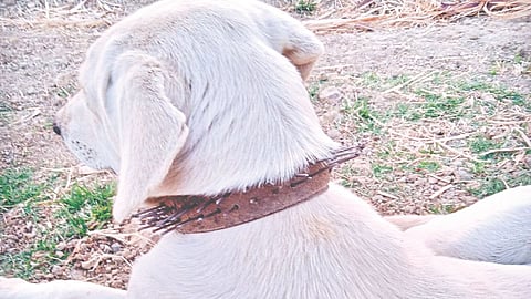 Sangli Leopard attack