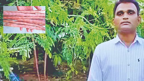 Red Drumstick Patent