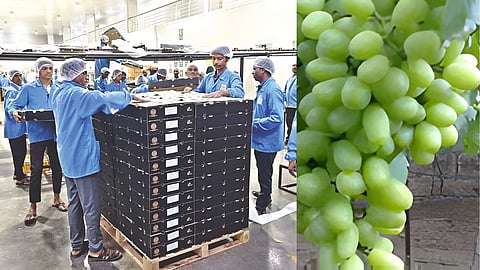 Nashik grape export