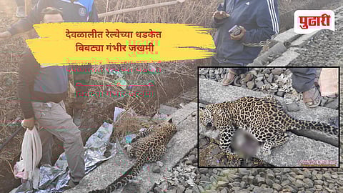 Leopard injured in Nashik