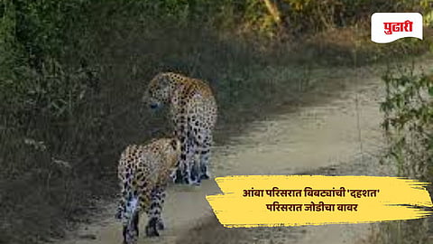 Leopard sighting in Amba: आंबा परिसरात बिबट्यांची 'दहशत'; भर दुपारी हायस्कूल परिसरात जोडीचा वावर