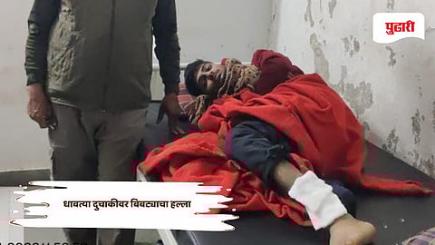 Nashik leopard attack news: लहवितमध्ये धावत्या दुचाकीवर बिबट्याचा हल्ला; तरुण थोडक्यात बचावला